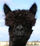 Ita